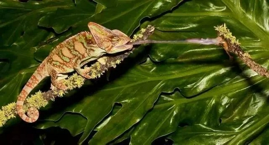 ʳеĸ߹ڱɫ | Donald Quintana Nature Photography