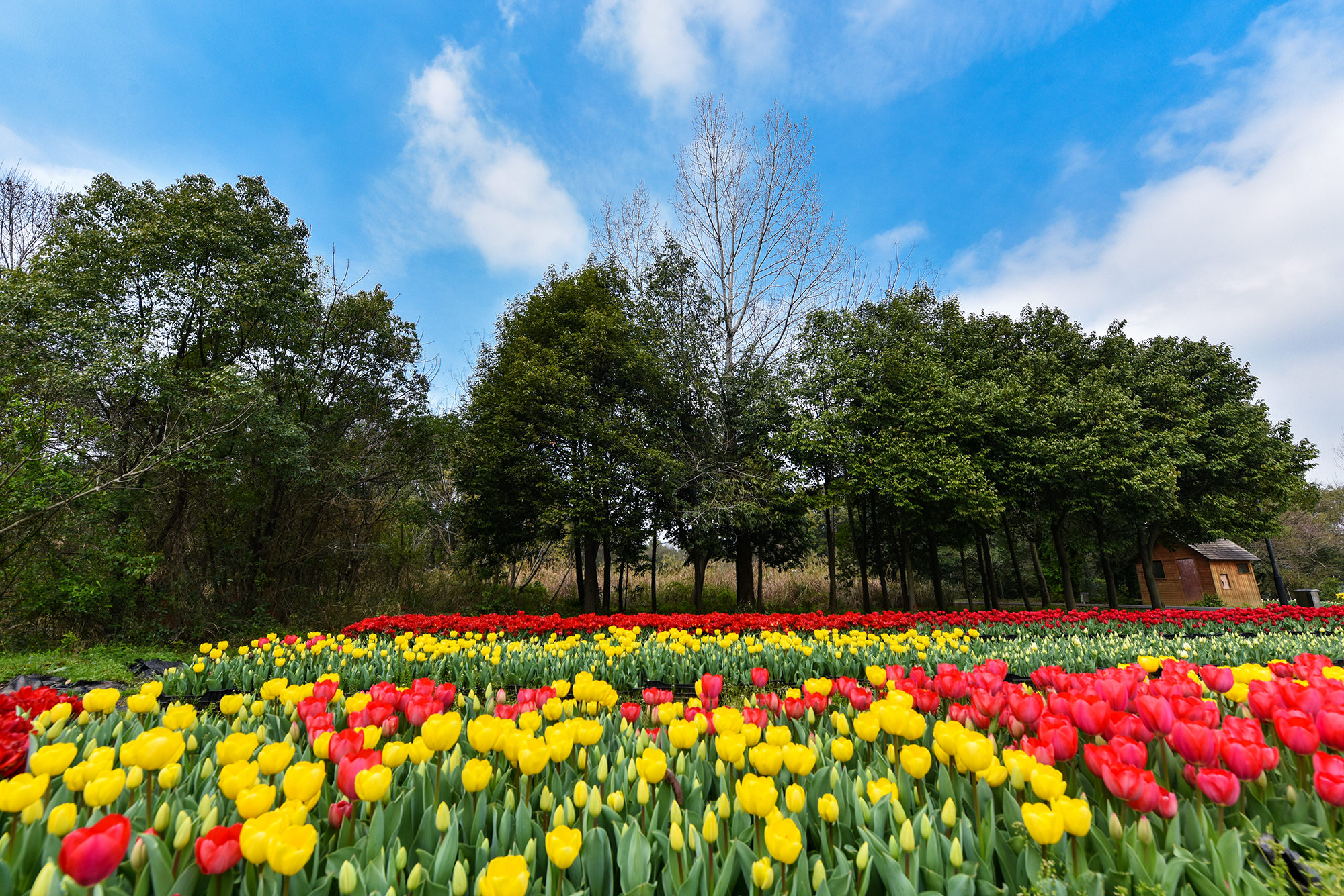 一园揽尽春日花武汉植物园新春百花节绘就百花图